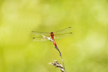 Ruddy Darter, erkek çimlerin üzerinde oturuyor.