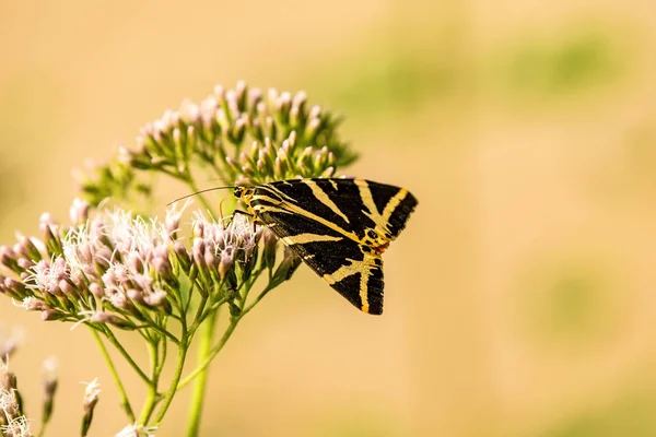 Jersey tiger on a flower — Stock Photo, Image