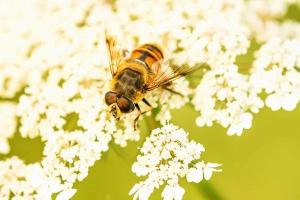 Hover-fly på blomma — Stockfoto