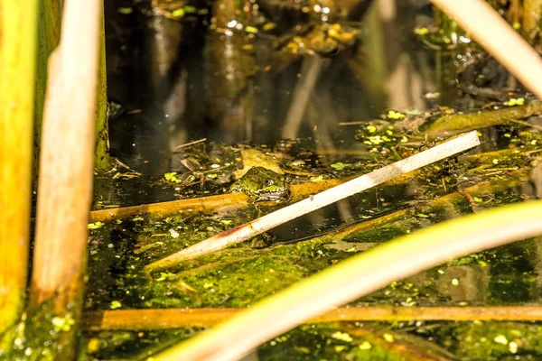 Young common water frog in a pond — Stock Photo, Image