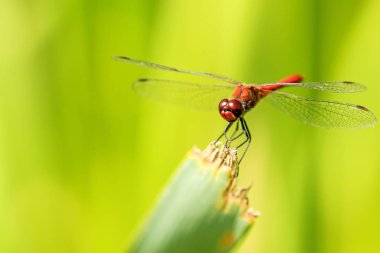 Ruddy Darter, erkek çimlerin üzerinde oturuyor.