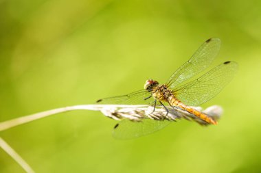 Ruddy Darter, erkek çimlerin üzerinde oturuyor.