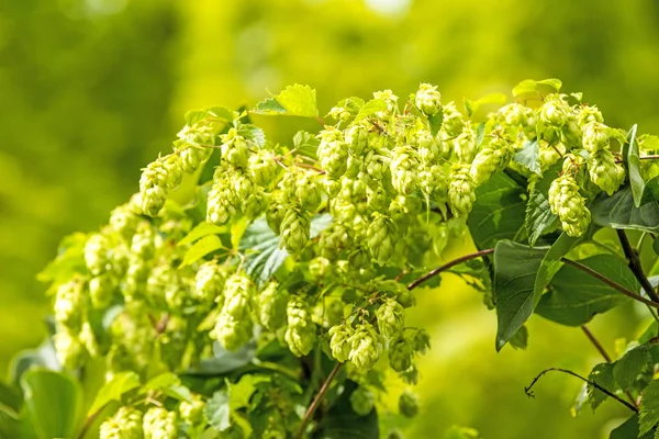 Olgun hop koniler, bira ve tıbbi bitki için baharat