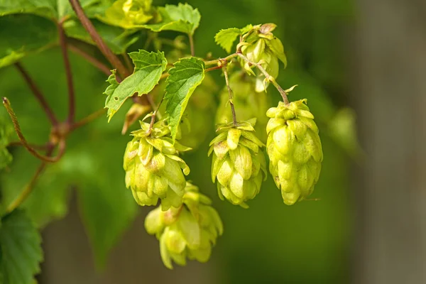 Ripe hop cones, spice for beer and medicinal herb — Stock Photo, Image