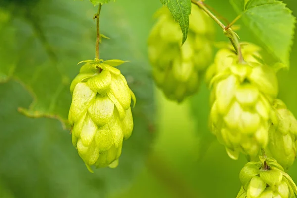 Ripe hop cones, spice for beer and medicinal herb — Stock Photo, Image
