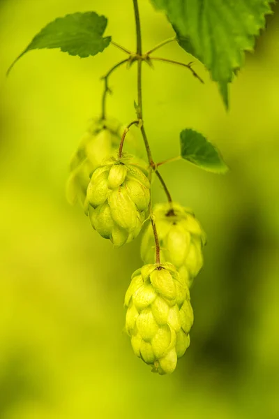 Conos maduros de lúpulo, especias para cerveza y hierbas medicinales —  Fotos de Stock