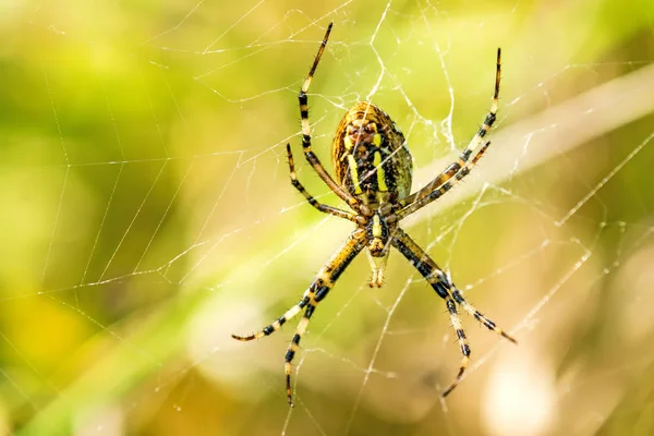 Wasp spider in its web — Stock Photo, Image