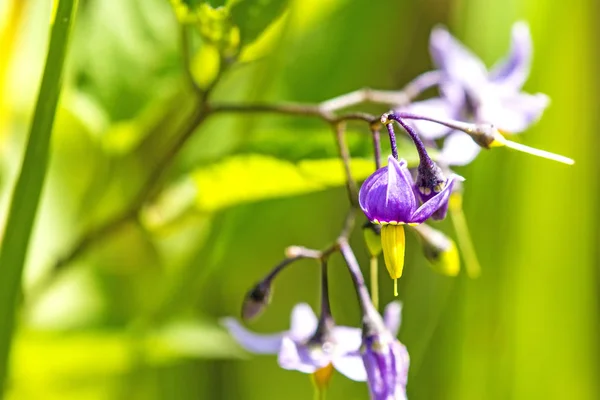 Bittersüßes Nachtschattengewächs, Heilpflanze mit Blüte — Stockfoto