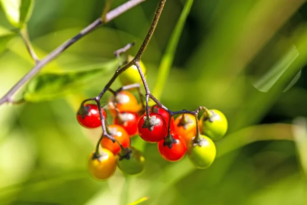 Bittersweet nightshade, léčivá rostlina s plody — Stock fotografie