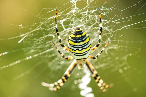 Darázs pók a hálójában — Stock Fotó