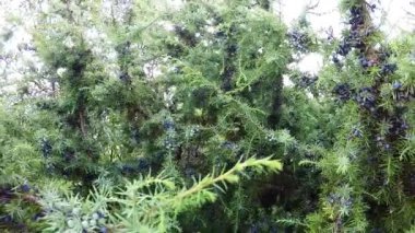 Ardıç meyveleri bir Bush