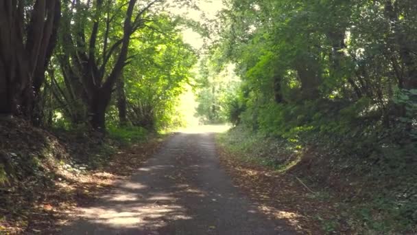 Sentiero forestale, passeggiata a fine estate — Video Stock