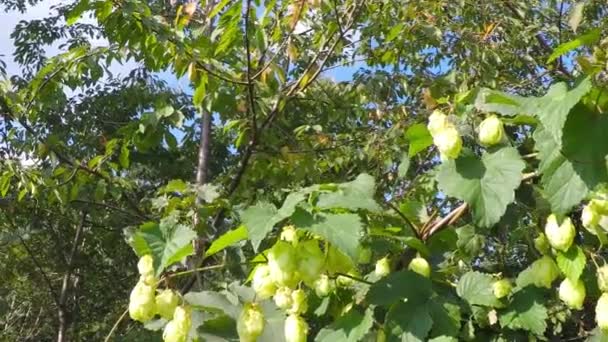 Ripe hop cones — Stock Video