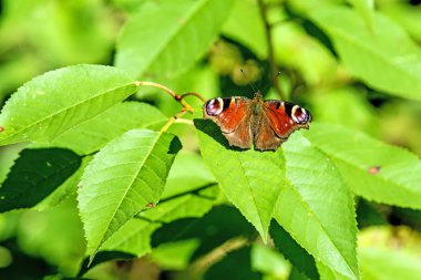 bir çalı tavus kelebeği