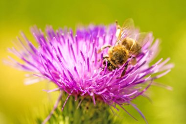 Devedikeni çiçeğinin üzerindeki arı.