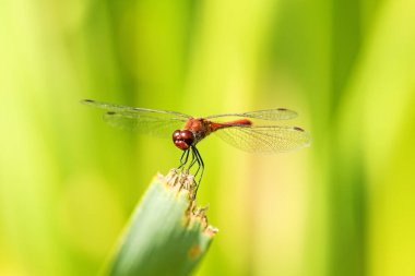 Ruddy Darter, erkek çimlerin üzerinde oturuyor.