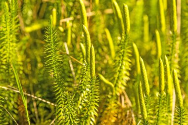 Huperzia, köknar moss, bir ormandaki tıbbi bitki çare karşı Alzheimer hastalığı 