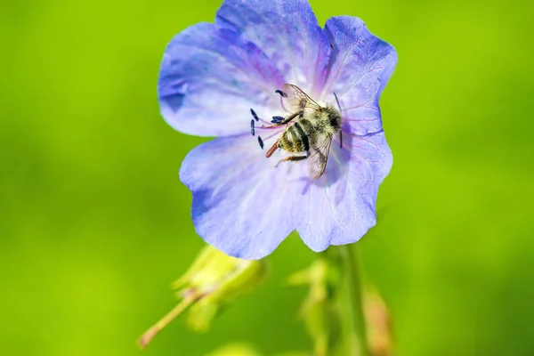 Pszczoła na niebieski kwiat — Zdjęcie stockowe