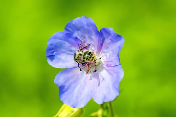 Biene auf blauer Blume — Stockfoto