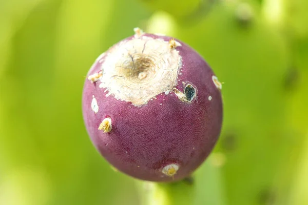 Cactus de pera espinosa con fruta — Foto de Stock