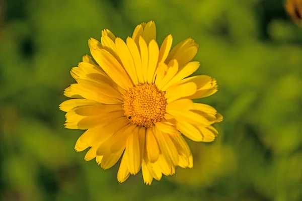 Gemeenschappelijke goudsbloem in een tuin — Stockfoto