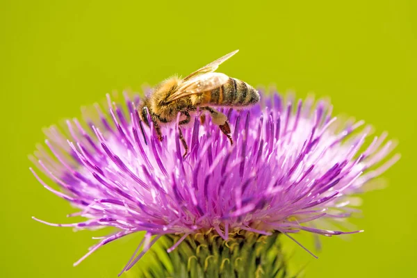 Devedikeni çiçeğinin üzerindeki arı.