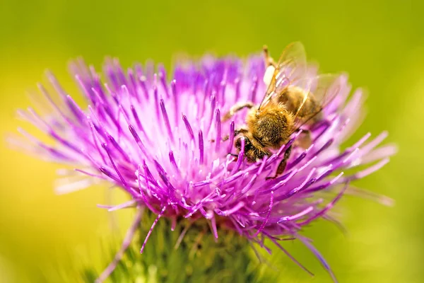 Devedikeni çiçeğinin üzerindeki arı.