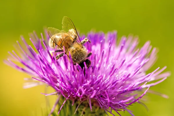 Bi på blomma av en tistel — Stockfoto