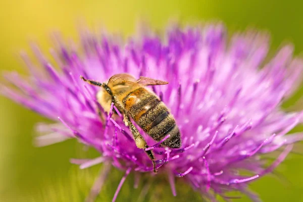 Pszczoła na kwiat ostu — Zdjęcie stockowe