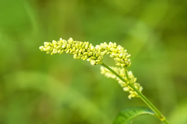 Bovete, blomma med grön bakgrund — Stockfoto