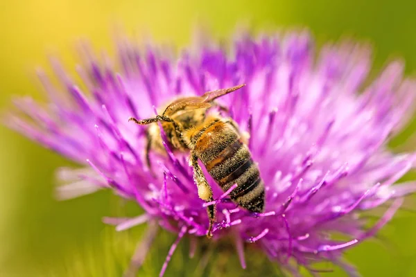 Bi på blomma av en tistel — Stockfoto