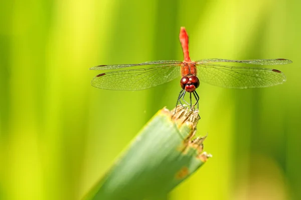 Ruddy Darter, Männchen sitzt auf einem Gras — Stockfoto