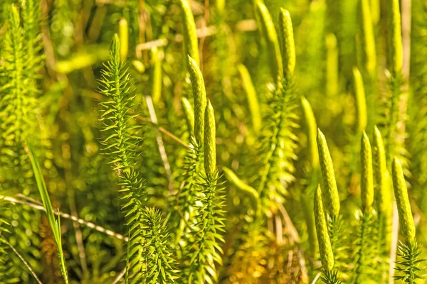 Huperzia, köknar moss, bir ormandaki tıbbi bitki çare karşı Alzheimer hastalığı 