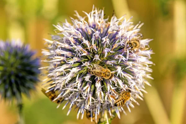 Globe thistle with bees — Stock Photo, Image