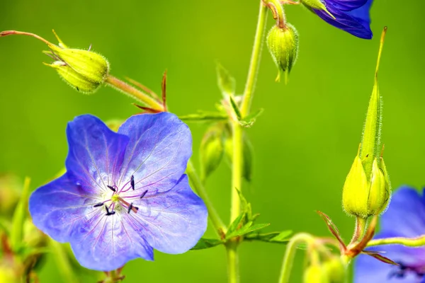 Geraniumia, niittynosturia — kuvapankkivalokuva