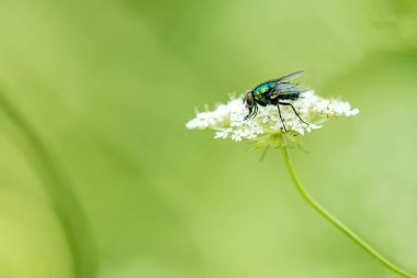 vahşi bir çiçek üzerinde uçmak