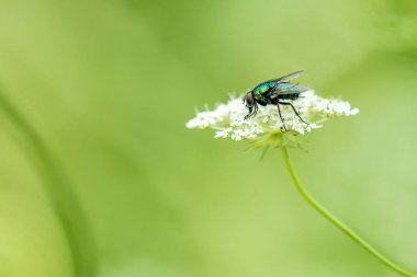 fly on a wild flower clipart