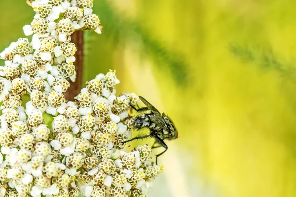 Gemensamma fluga på yarrow blomma — Stockfoto