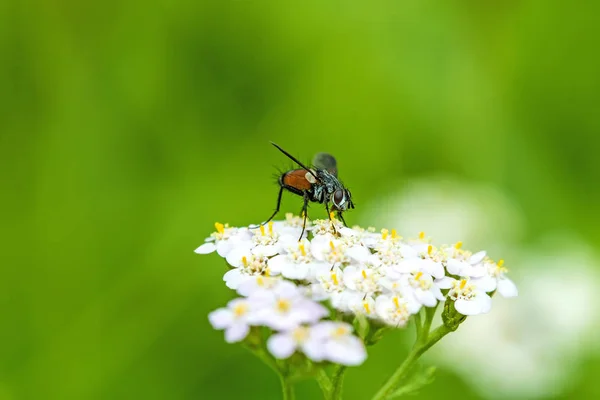 Common fly on yarrow flower — Stock Photo, Image