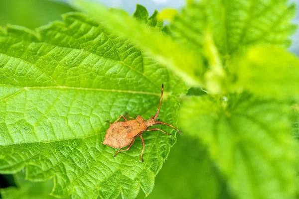 Bug de quai sur une feuille — Photo