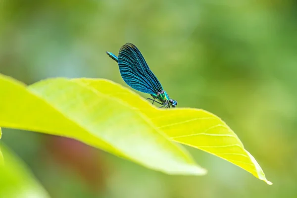 Schöne Demoiselle, Libelle auf einem Blatt — Stockfoto