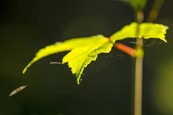 Ahornblatt im Gegenlicht mit Spinnennetzen und Reflexen — Stockfoto