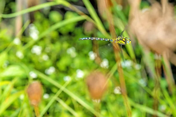 Kejsaren dragonfly under en flygning — Stockfoto