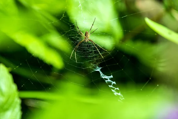 WASP spider, mężczyzna pająk w sieci web — Zdjęcie stockowe