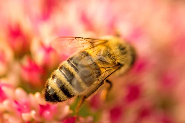 Bee on flower of livelong — Stock Photo, Image