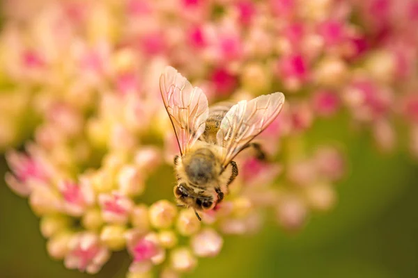 蜜蜂的长寿花 — 图库照片