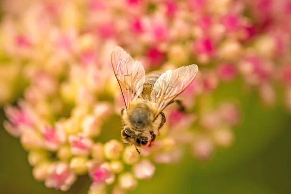 Abelha na flor de vitalício — Fotografia de Stock