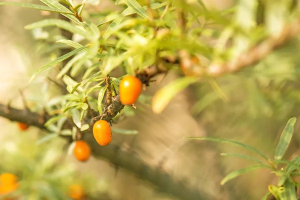 Frutos de espinheiro-do-mar comuns — Fotografia de Stock