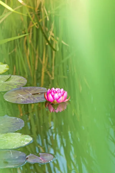 a pond with red water lily