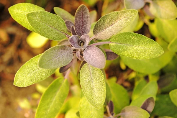 adaçayı, yapraklı şifalı bitki